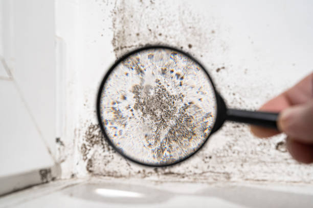 Why You Should Choose Our Mold Remediation Services in Greenfield, WI