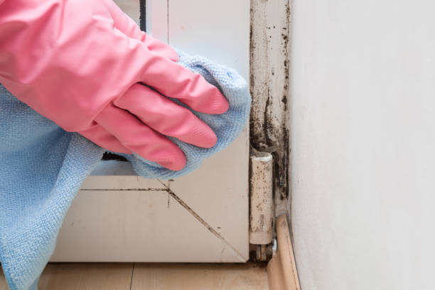 Professional Mold Remediation in Greenfield, WI